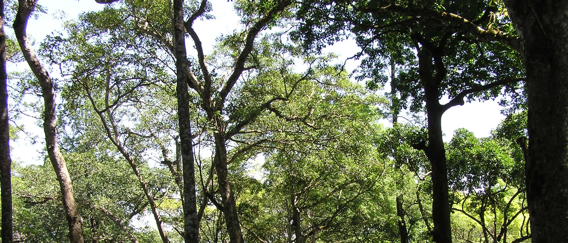 A traditional shade-grown coffee plantation in Chikmagalur