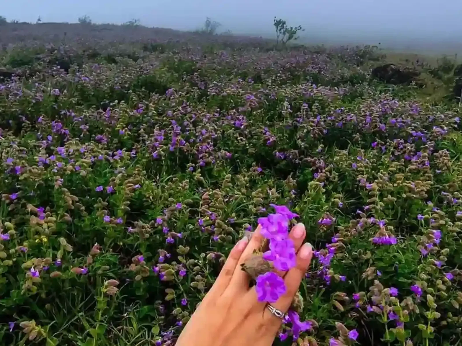 The purple wildflower bloom on the hillsides below the peak, in season